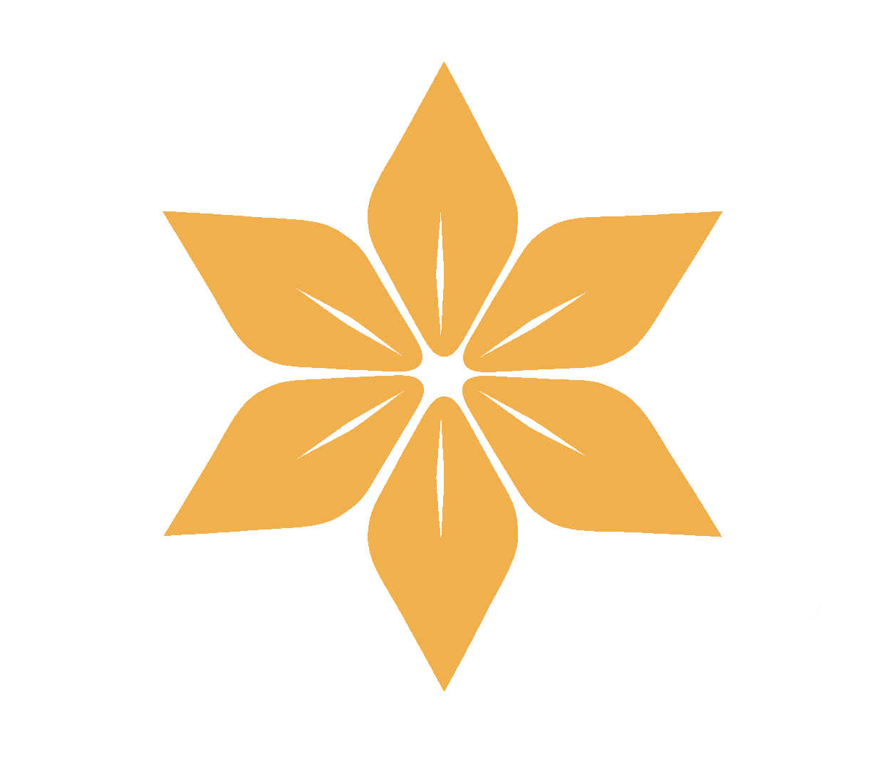 Lilium